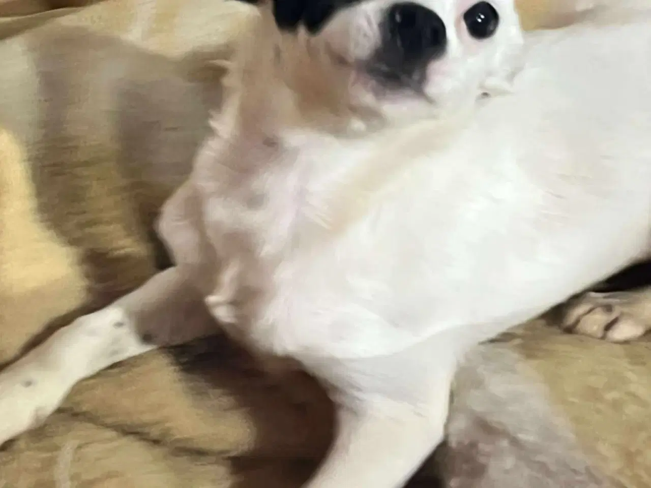 Billede 2 - Lille Lykke søger sit 4ever hjem