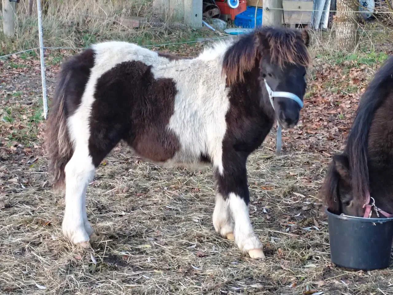 Billede 2 - Speciel farvet shetlandspony