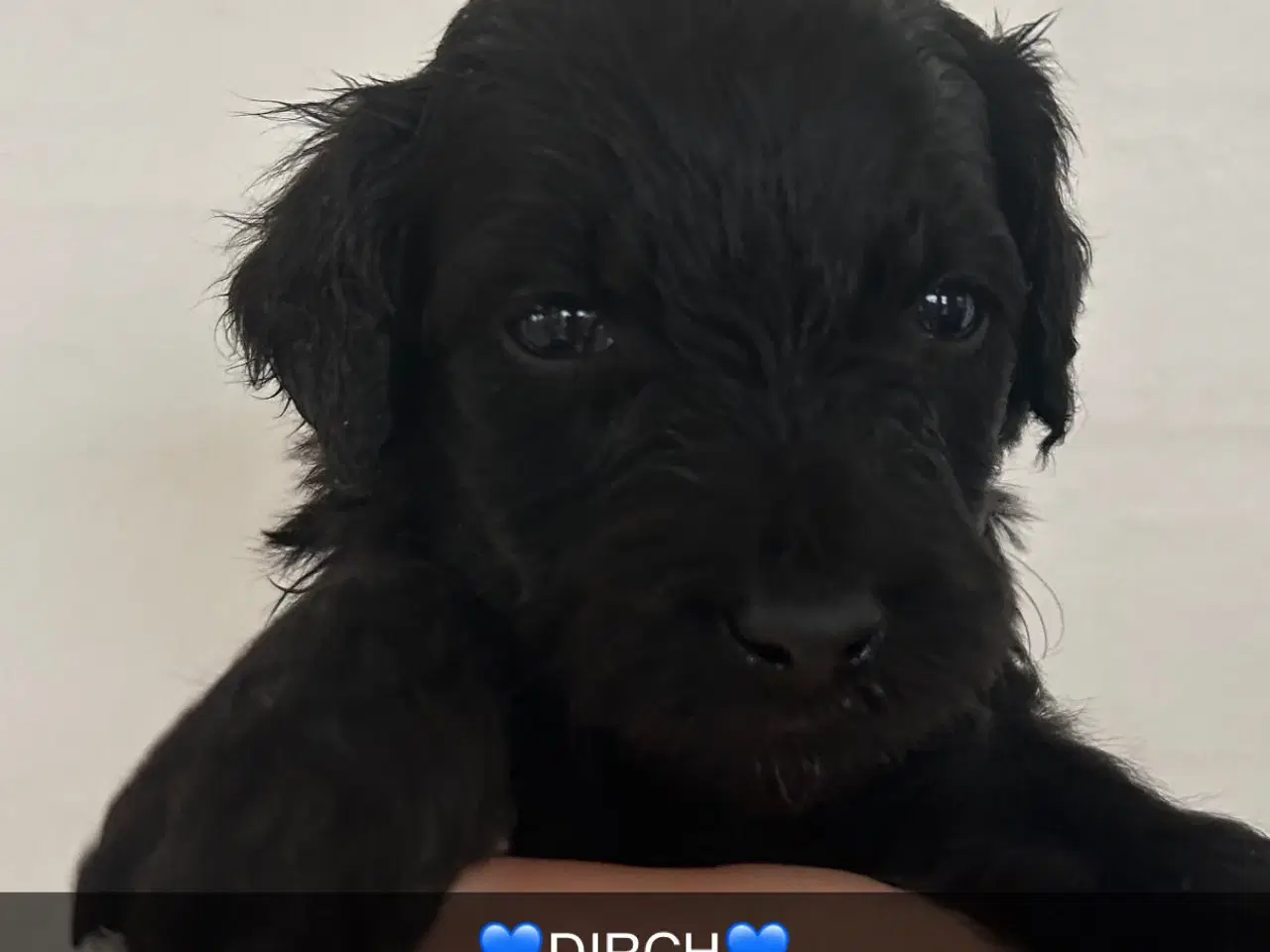 Billede 3 - GOLDENLABRADOODLE