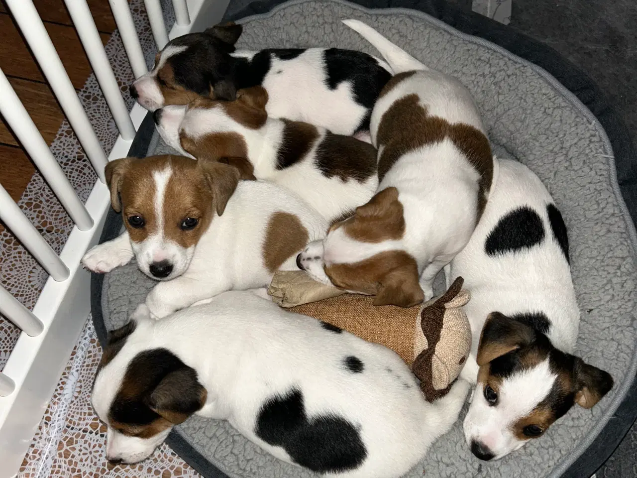 Billede 12 - Jack Russell hvalp