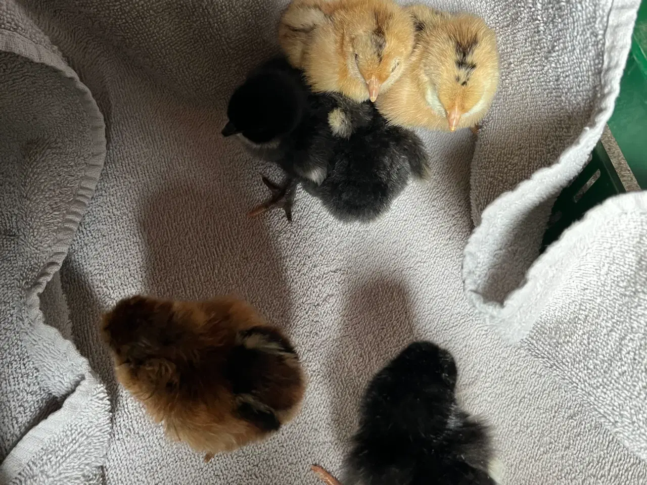 Billede 11 - Daggammel kyllinger 