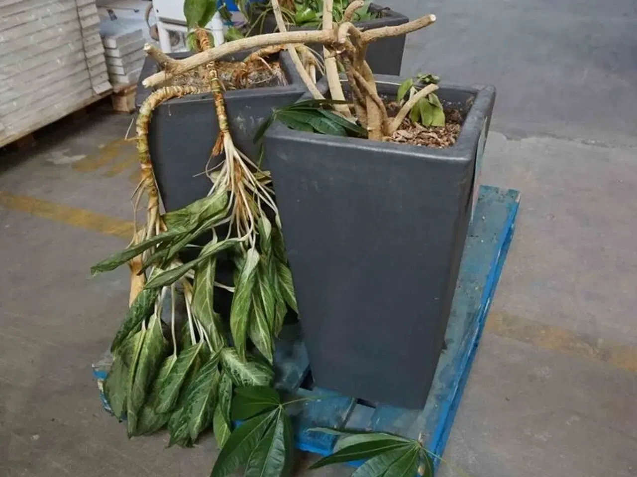 Billede 2 - 3 krukker med blomster (MOMSFRI)