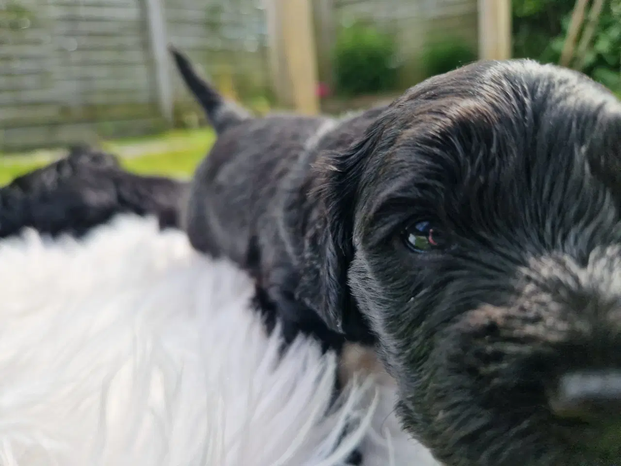 Billede 3 - Skønne Cavapoo-hvalpe – 4 piger og 2 drenge – k