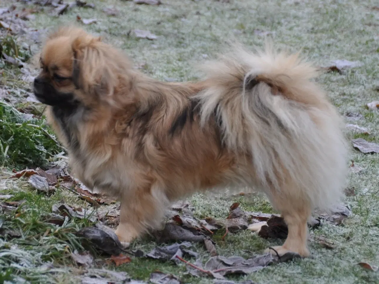 Billede 4 - Tibetansk Spaniel - pige 22 mdr.