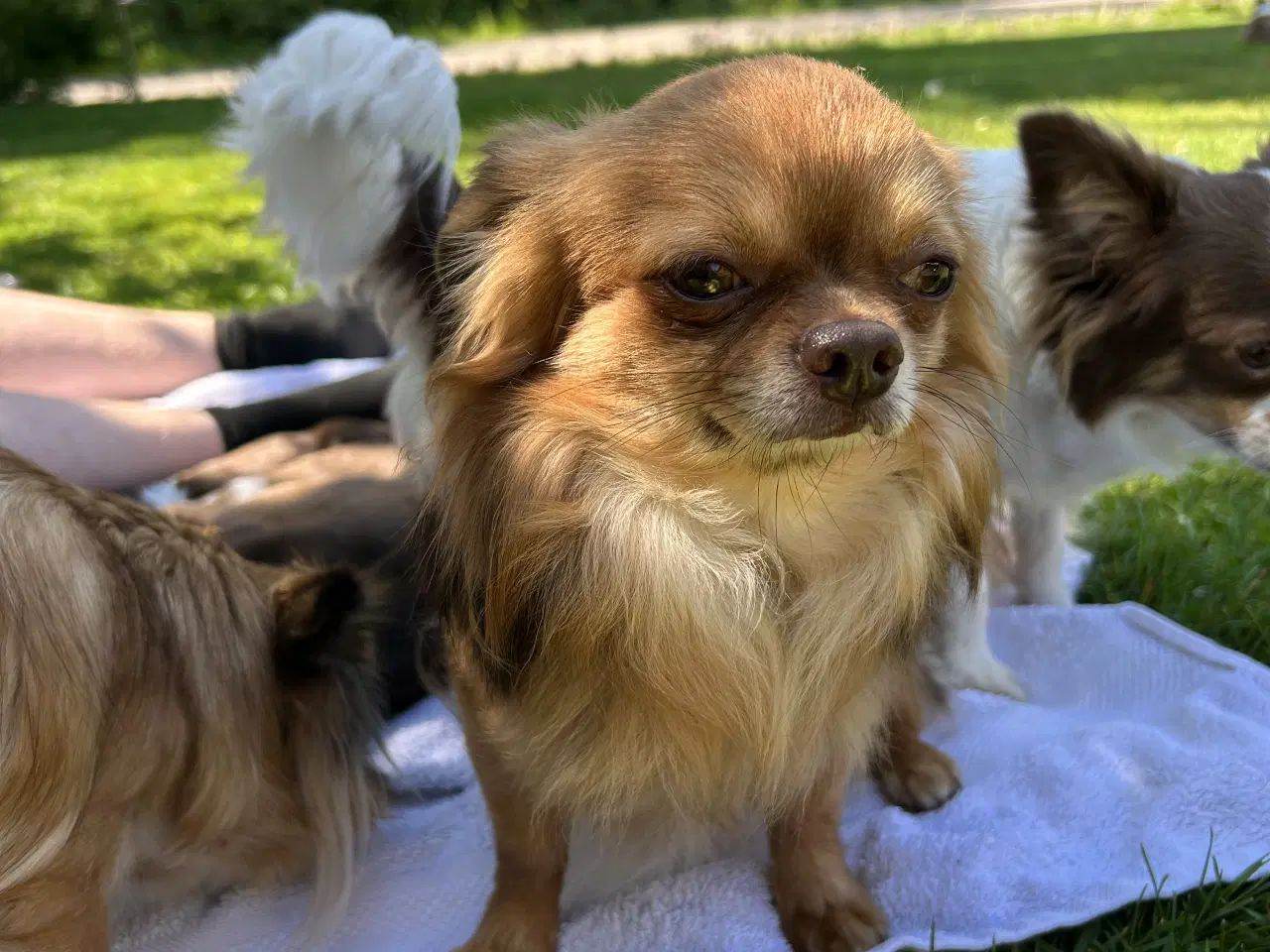 Billede 7 - Chihuahua hvalpe sælges