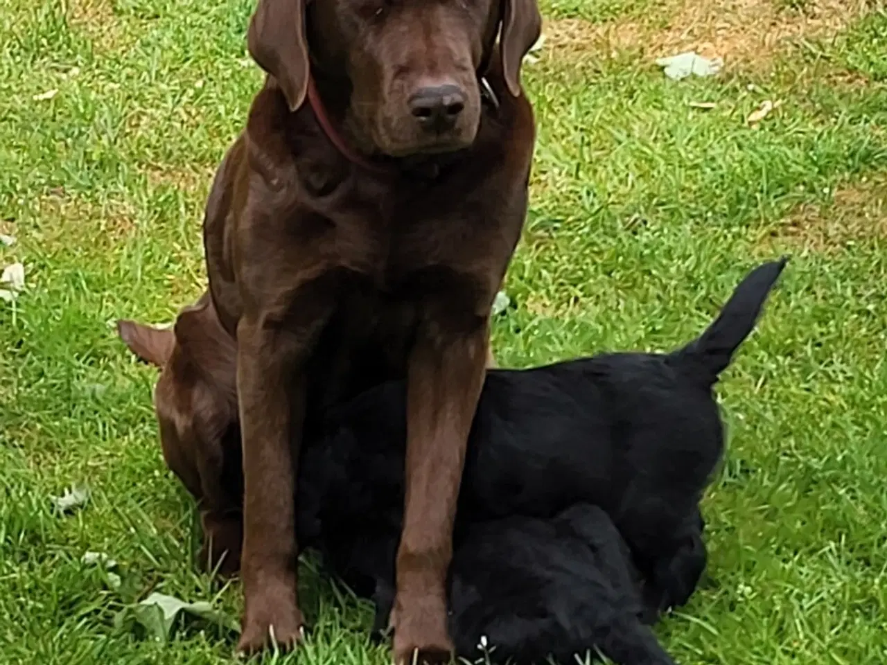 Billede 5 - Labra Doodle Hvalpe 