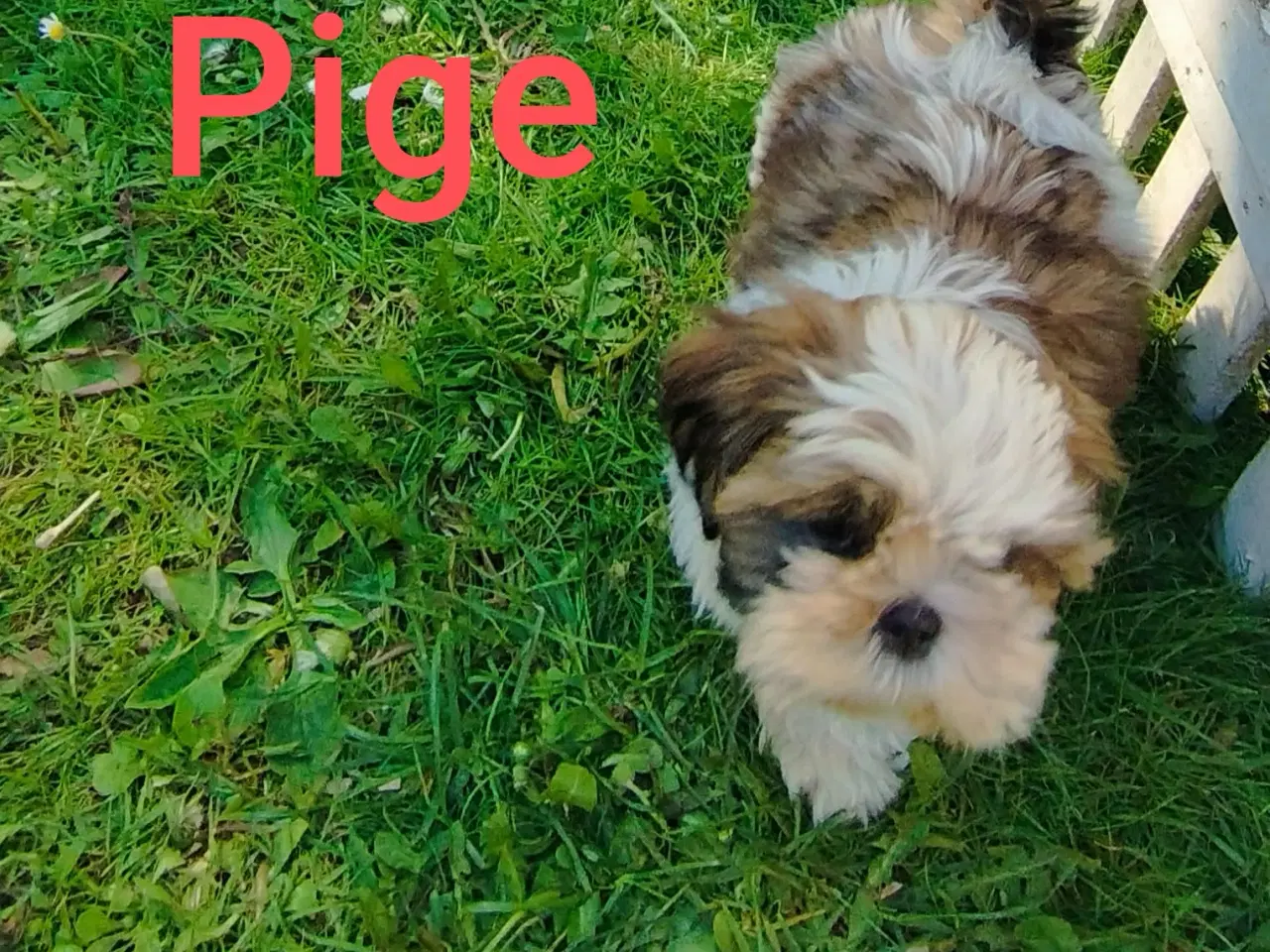 Billede 2 - Shih Tzu Hvalpe