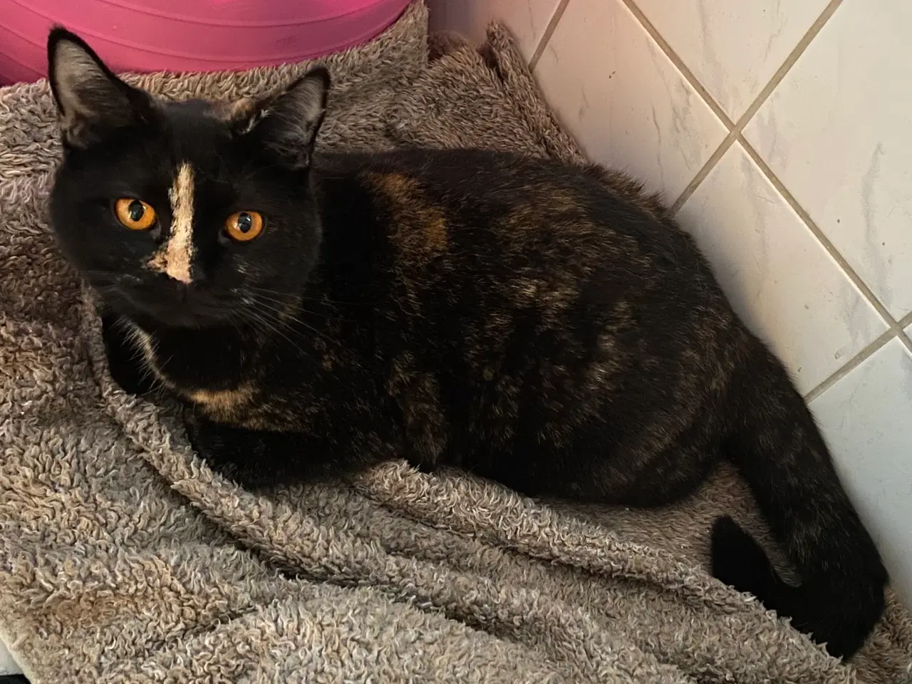Billede 6 - British Shorthair killinger