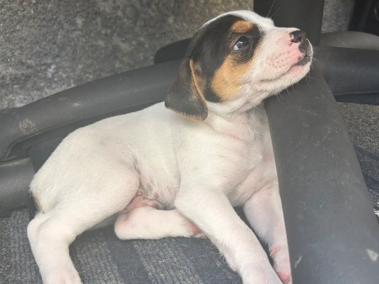 Billede 8 - Hund