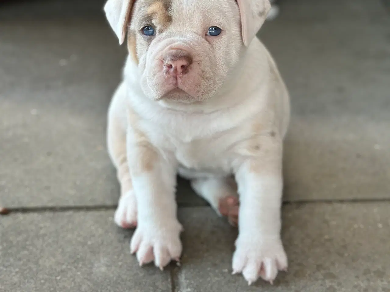 Billede 4 - Old English Bulldog 