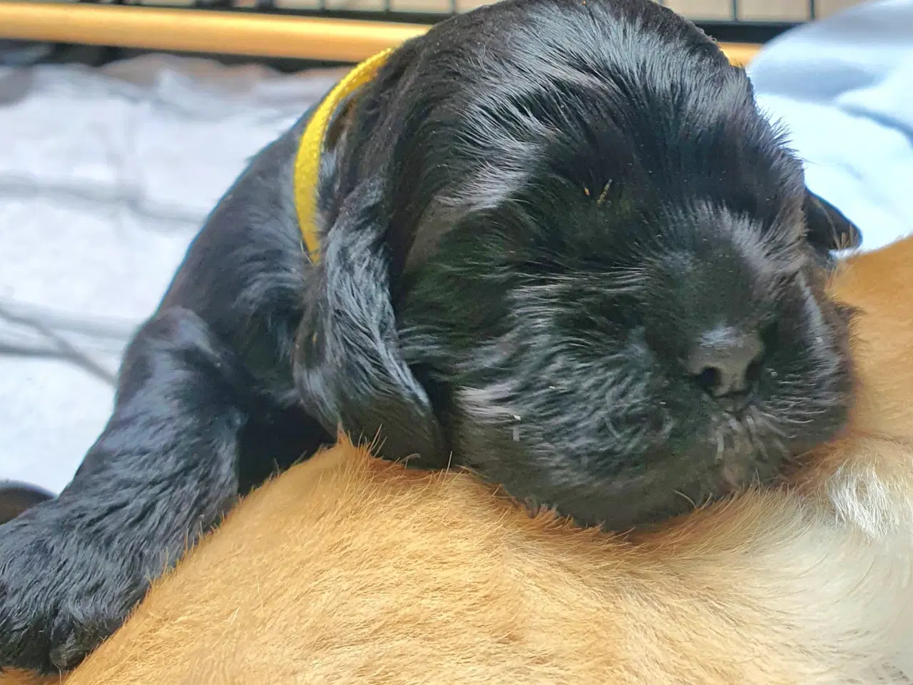 Billede 10 - Amerikansk cocker spaniel valper født 10 juni til 