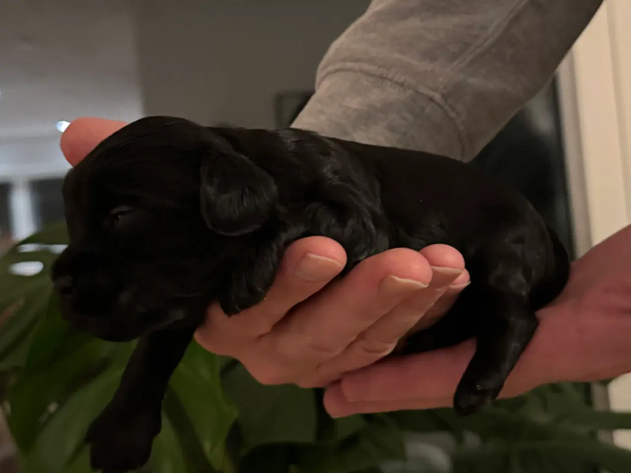 Billede 12 - Shihpoo hvalpe