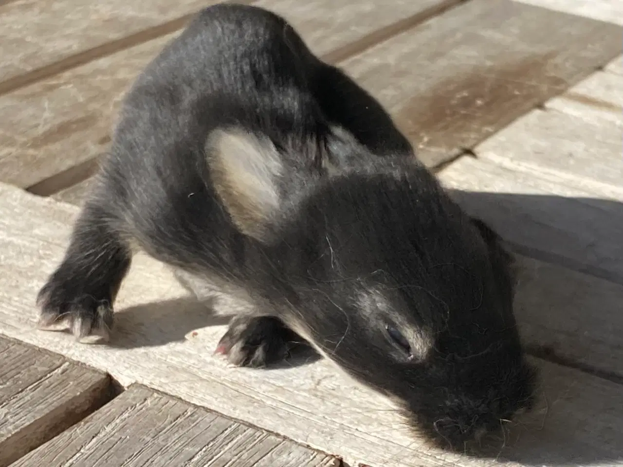 Billede 4 - FRANSK VÆDDER HUN SORT OTTER