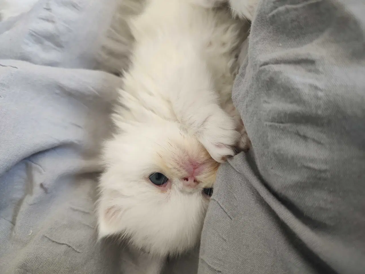 Billede 3 - Perser killinger 