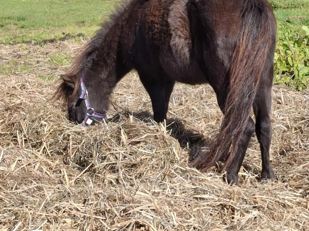 Billede 3 - Sød shetlænder/ (Miniature) hest