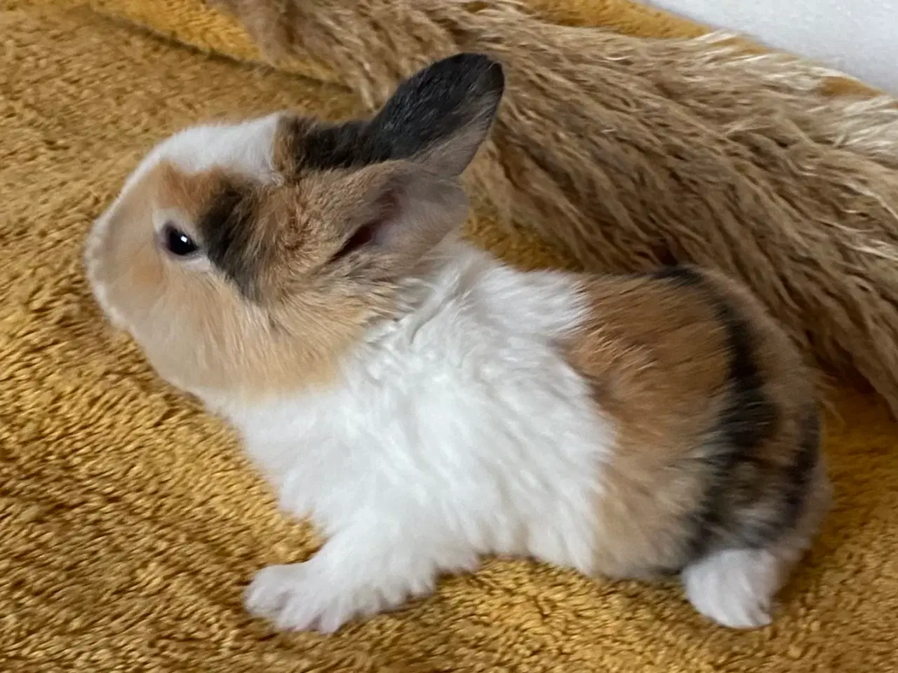 Billede 6 - HOLLÆNDER HUN JAPANER SORT/GUL