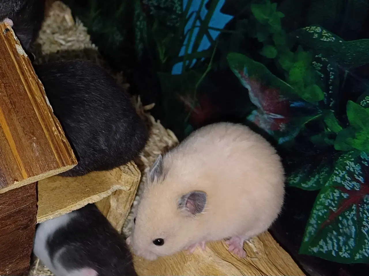 Billede 4 - Guldhamster unger