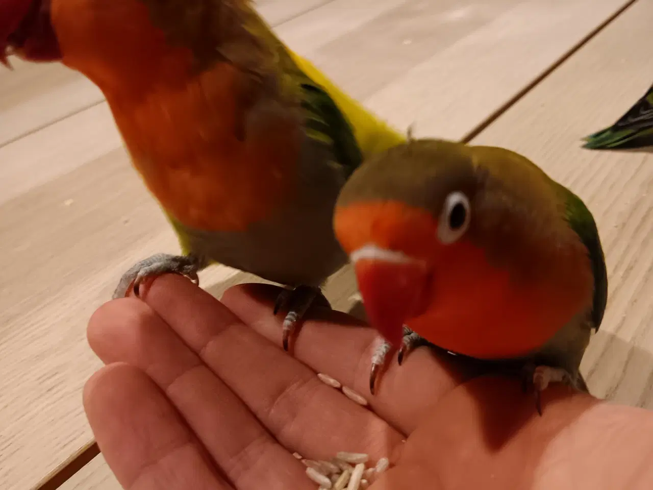 Billede 14 - 4 mdr. gamle dværgpapegøjerunger sælges 500 kr/stk