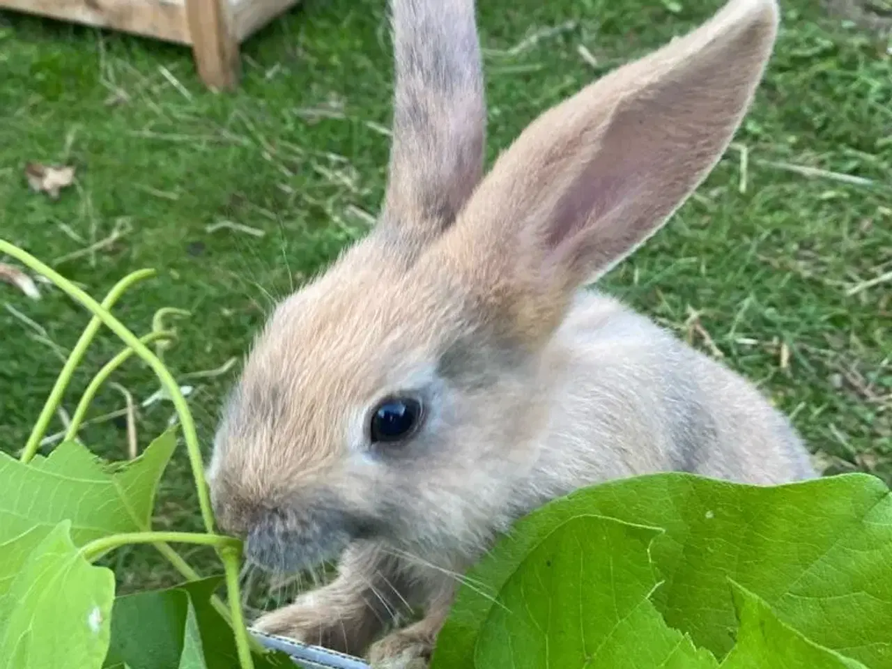 Billede 1 - Søde han kaniner.