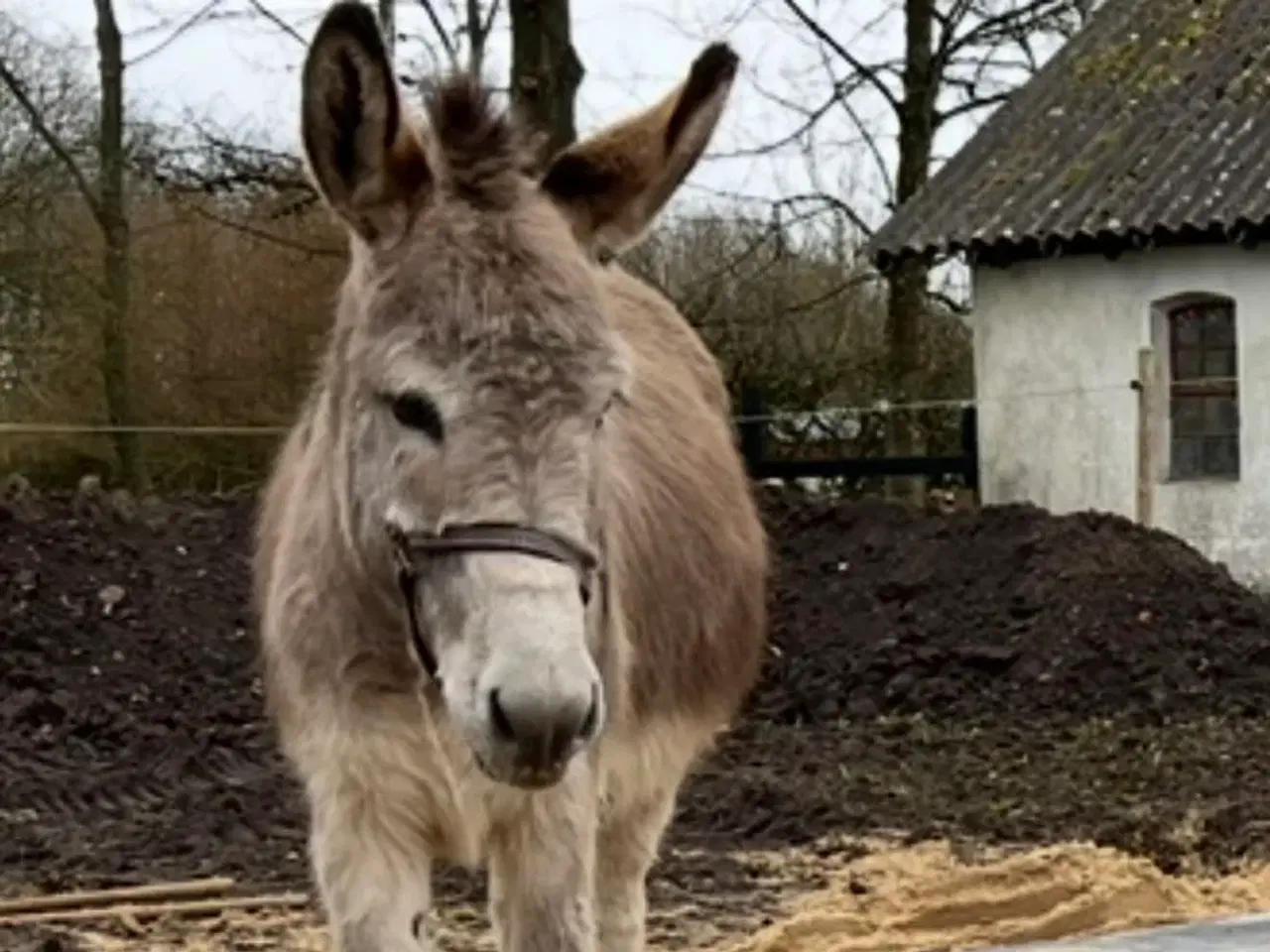 Billede 1 - Æsler hopper 