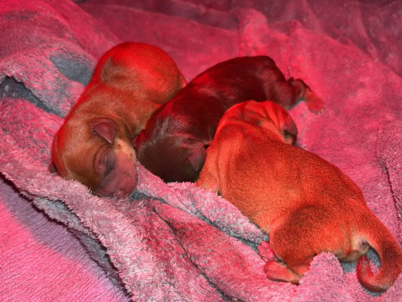 Billede 5 - Dværg Pinscher / Prazsky Krysarik