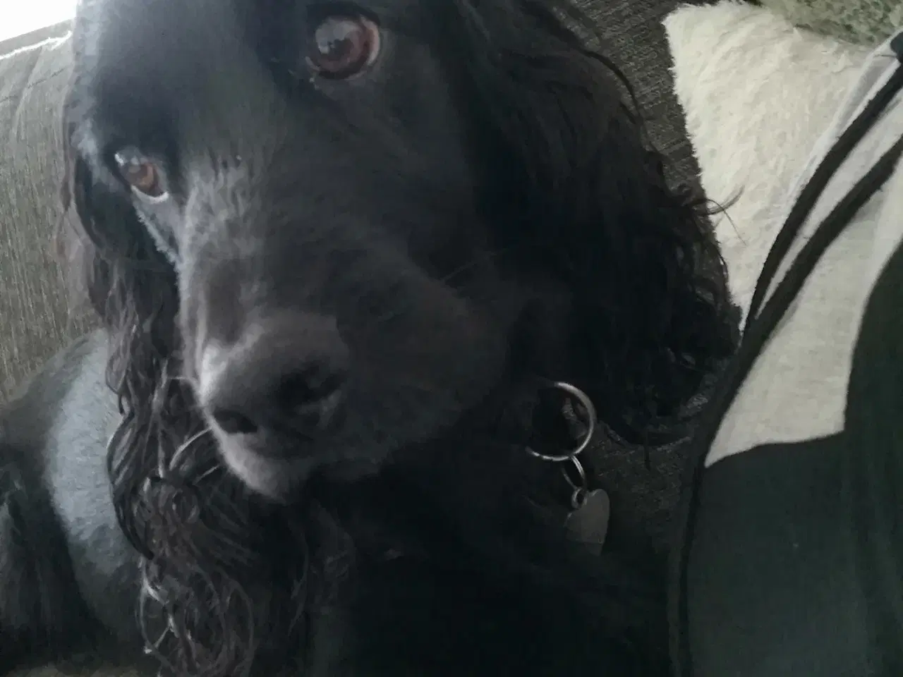 Billede 8 - Cockerspaniel hvalpe