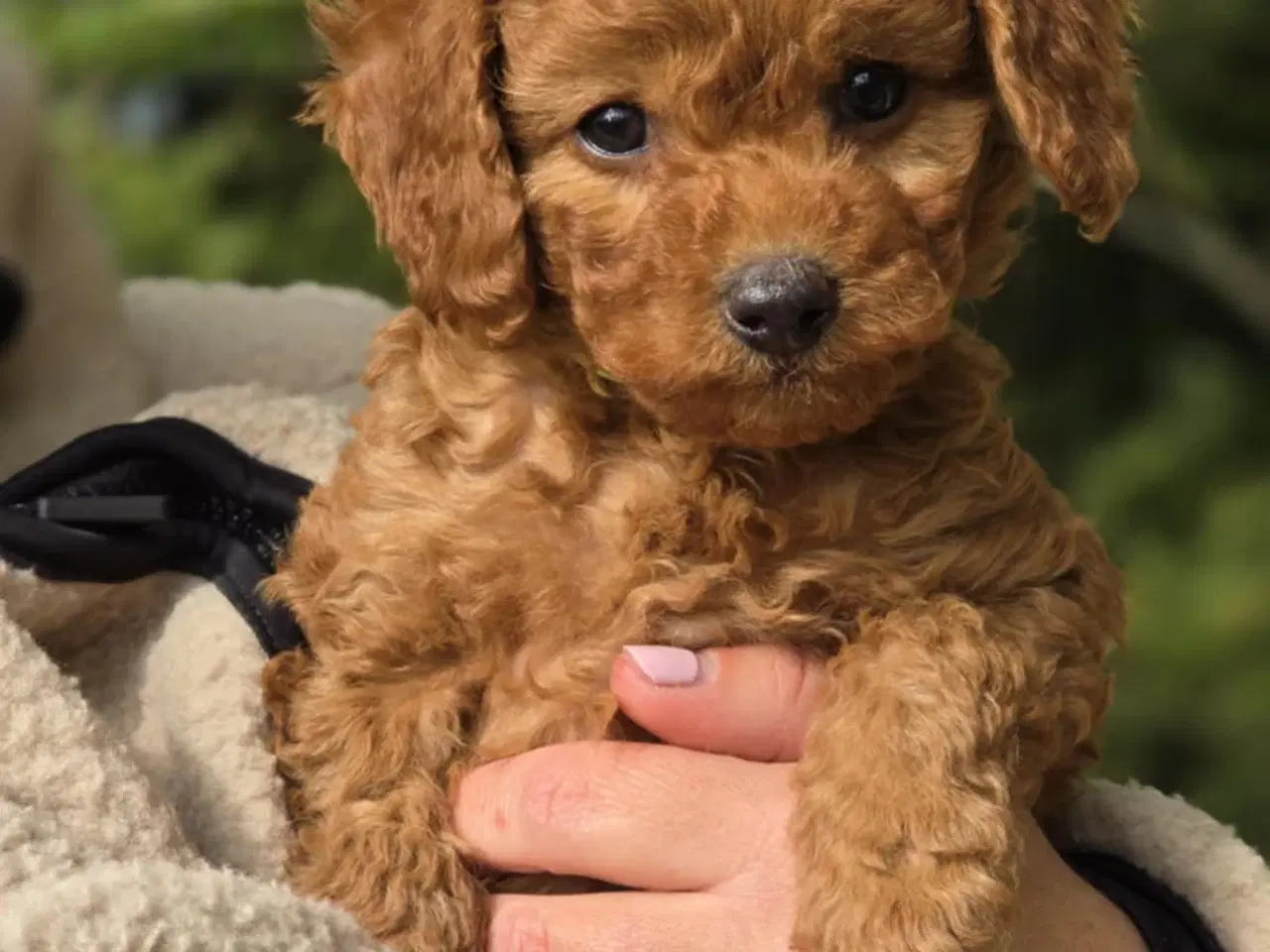 Billede 8 - Labradoodle F1B hvalpe