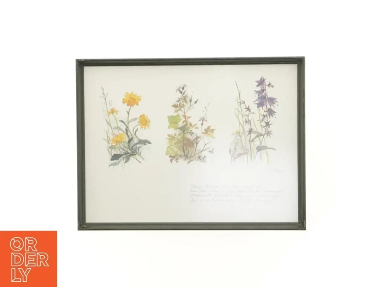 Billede 1 - Indrammet botanisk illustration (str. 40 x 30,5 cm)