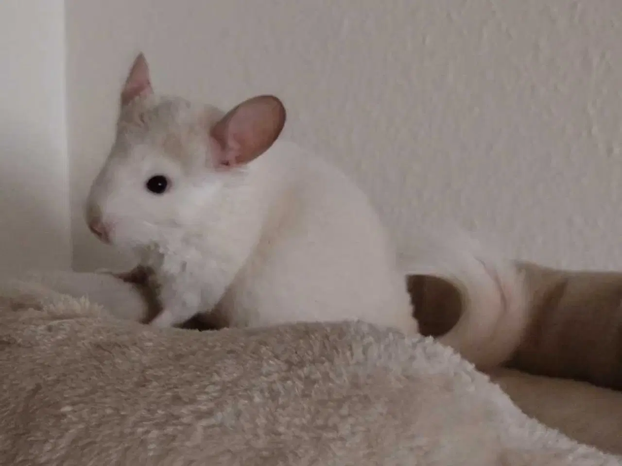 Billede 2 - Tam Chinchilla unge ❤️