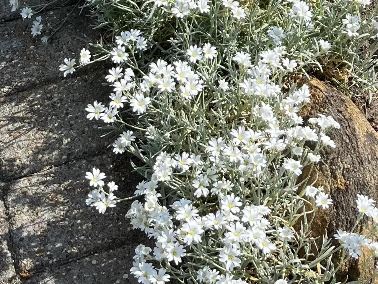 Billede 6 - Hønsetarm med hvide blomster