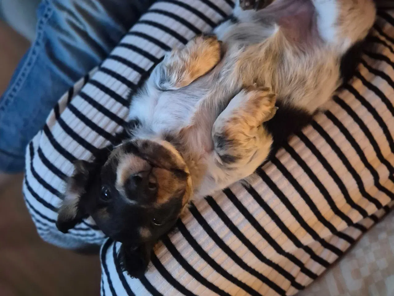 Billede 5 - Mini/dværg gravhund 