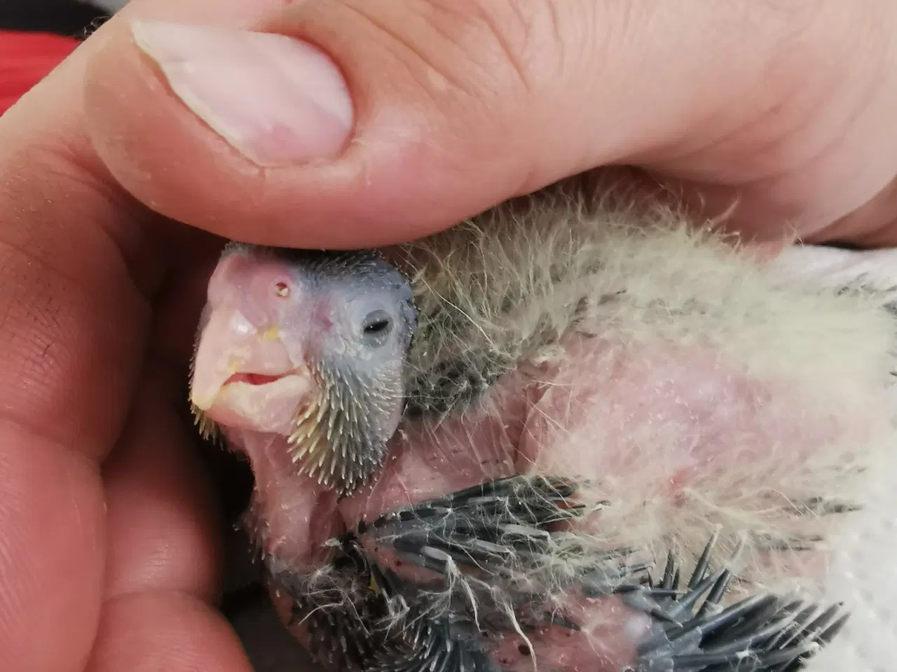 Billede 3 - Nymfeparakit unger tamme sælges 