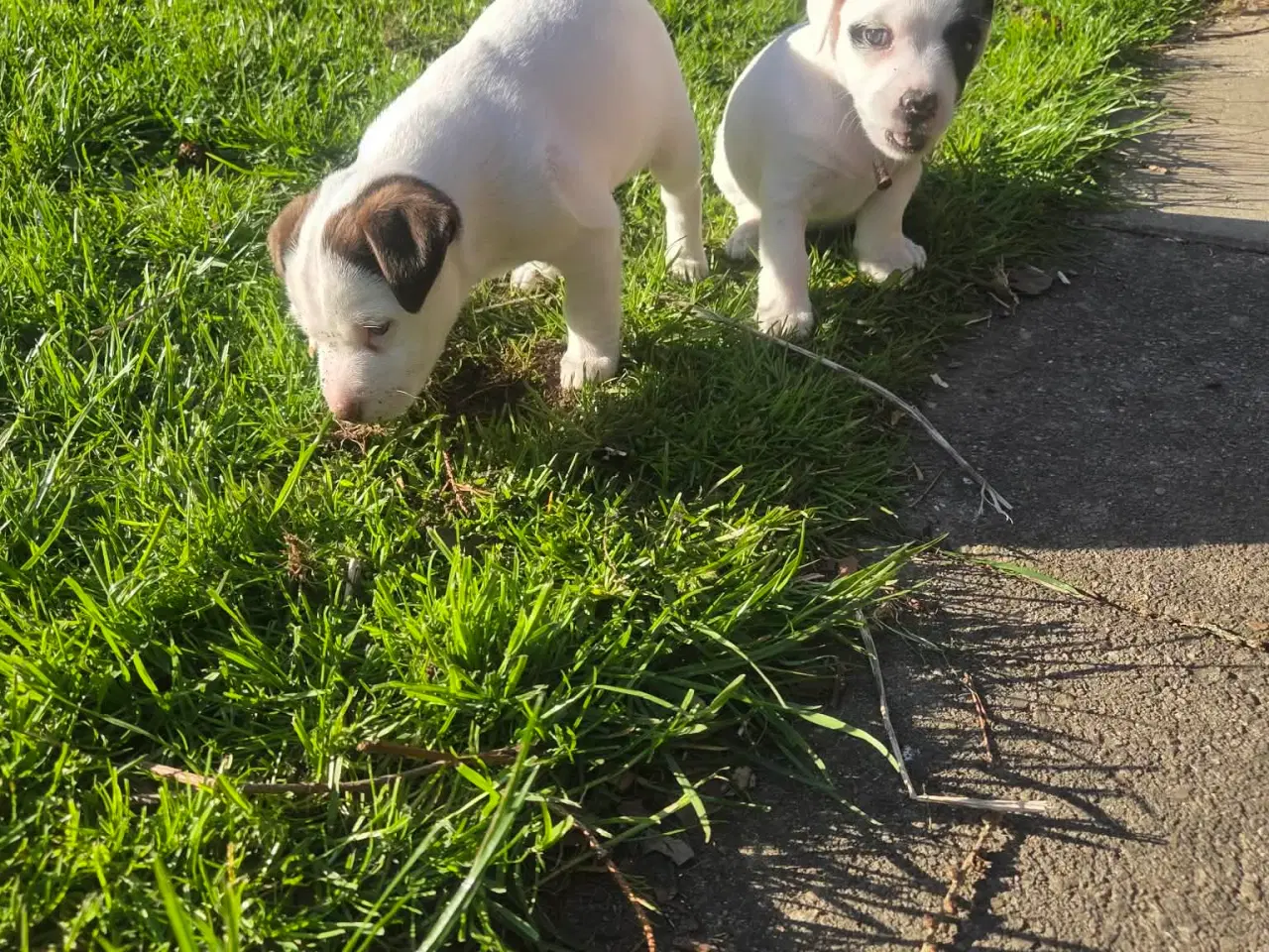 Billede 5 - Jack Russell Terrier hvalpe 