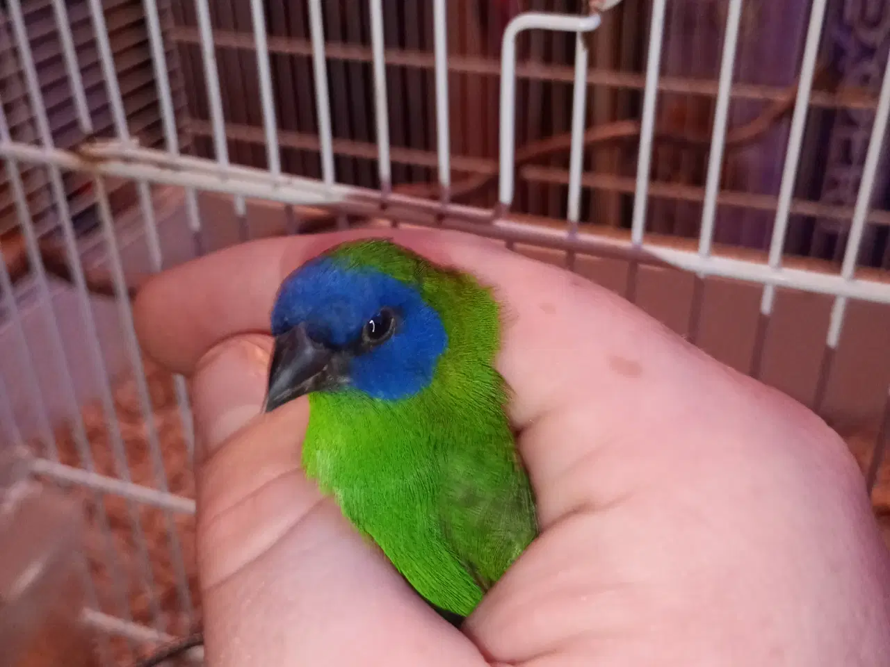 Billede 1 - Blåhovet papegøjeamariner