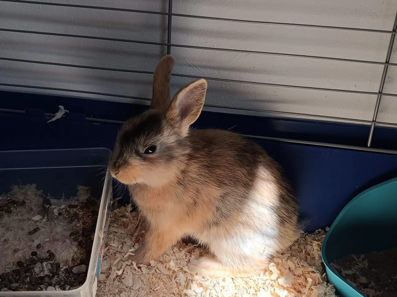 Billede 1 - Små søde dværgkaniner / mini kaniner