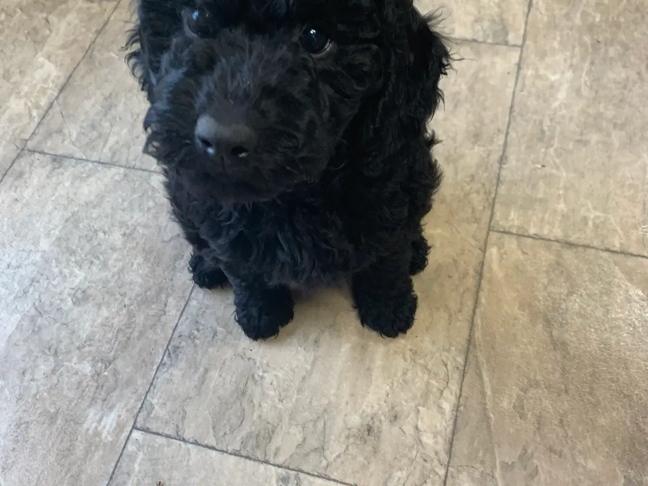 Billede 8 - Mini Golden Doodle F1B babyer 