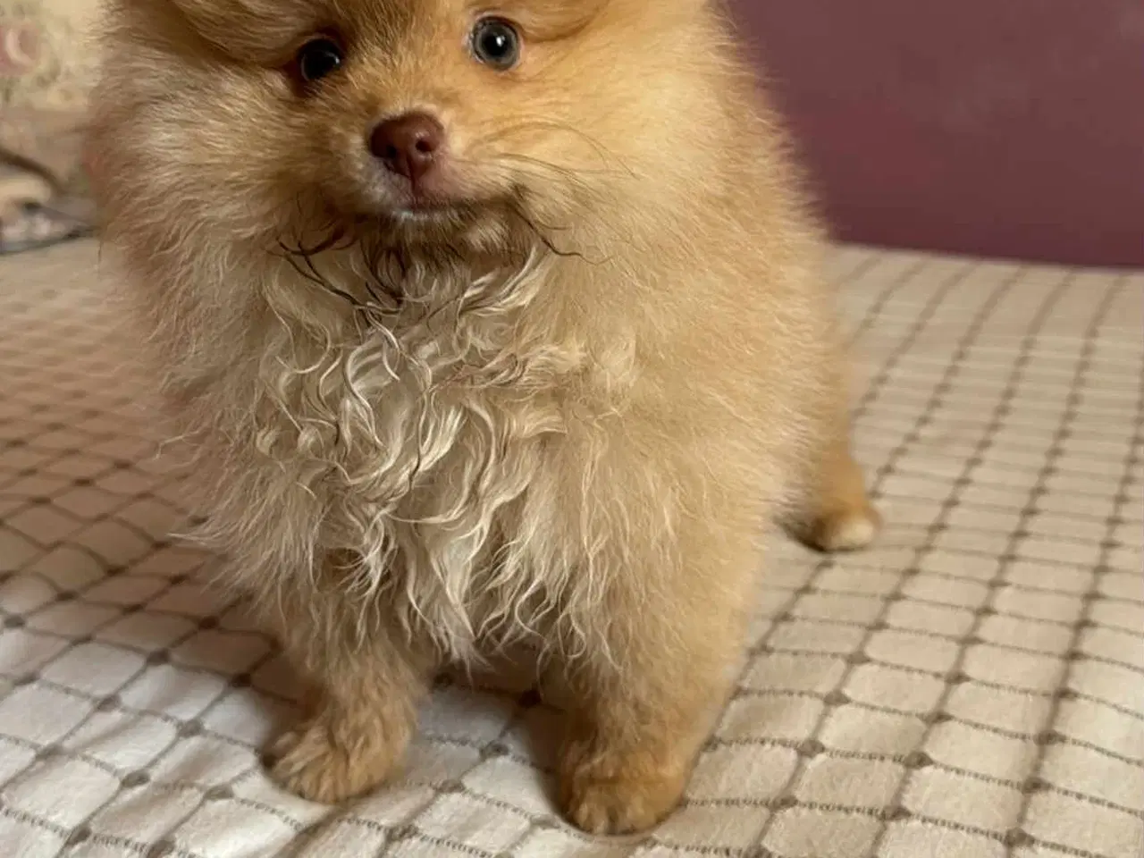 Billede 2 - Pomeranian 3 mdr