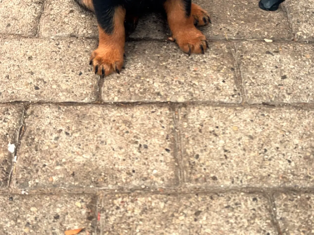 Billede 1 - 6 uger’s  skønne hvalpe søger nyt hjem.