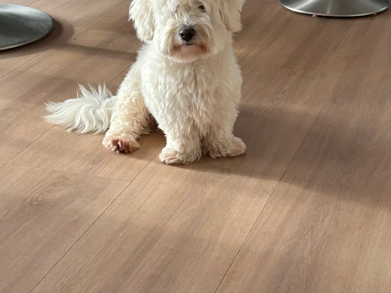 Billede 2 - Bomuldshunde hvalpe klar uge 24