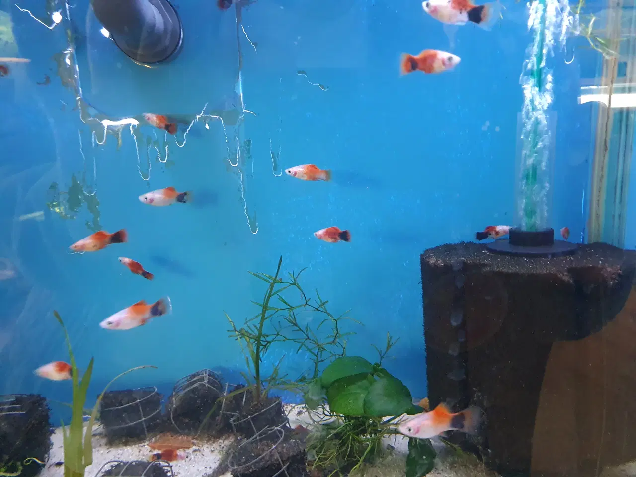 Billede 3 - đ Platy akvariefisk sĂŚlges â flotte farver og sun