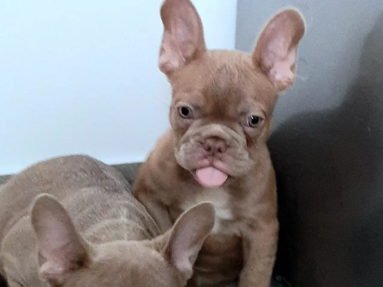 Billede 8 - Fransk bulldog Isabella drenge 