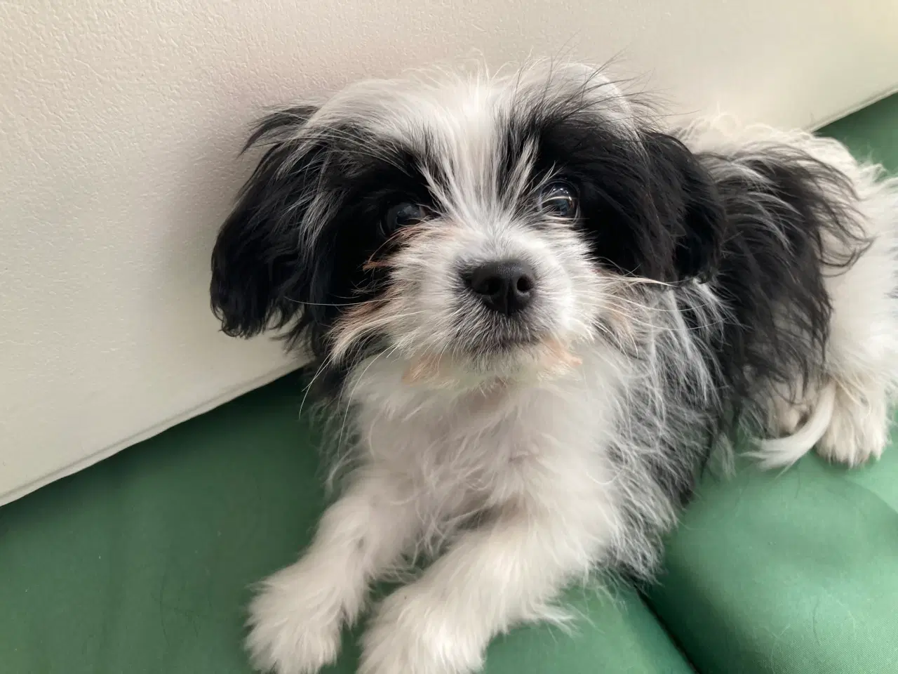 Billede 3 - Cavalier/ Yorkshire terrier 