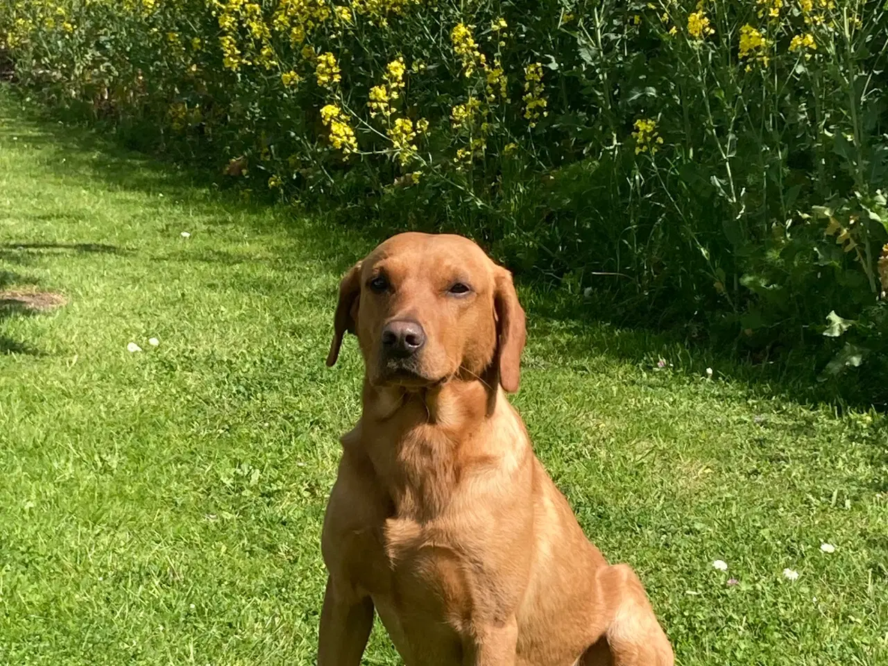 Billede 1 - Labrador til avlstjeneste