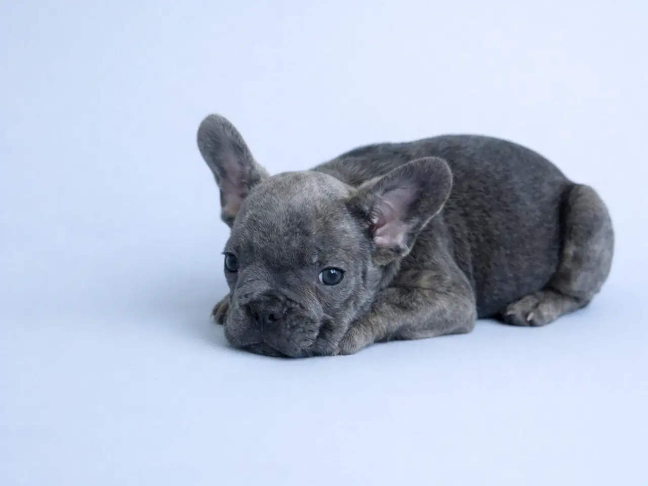 Billede 7 - Fransk bulldog hvalpe 