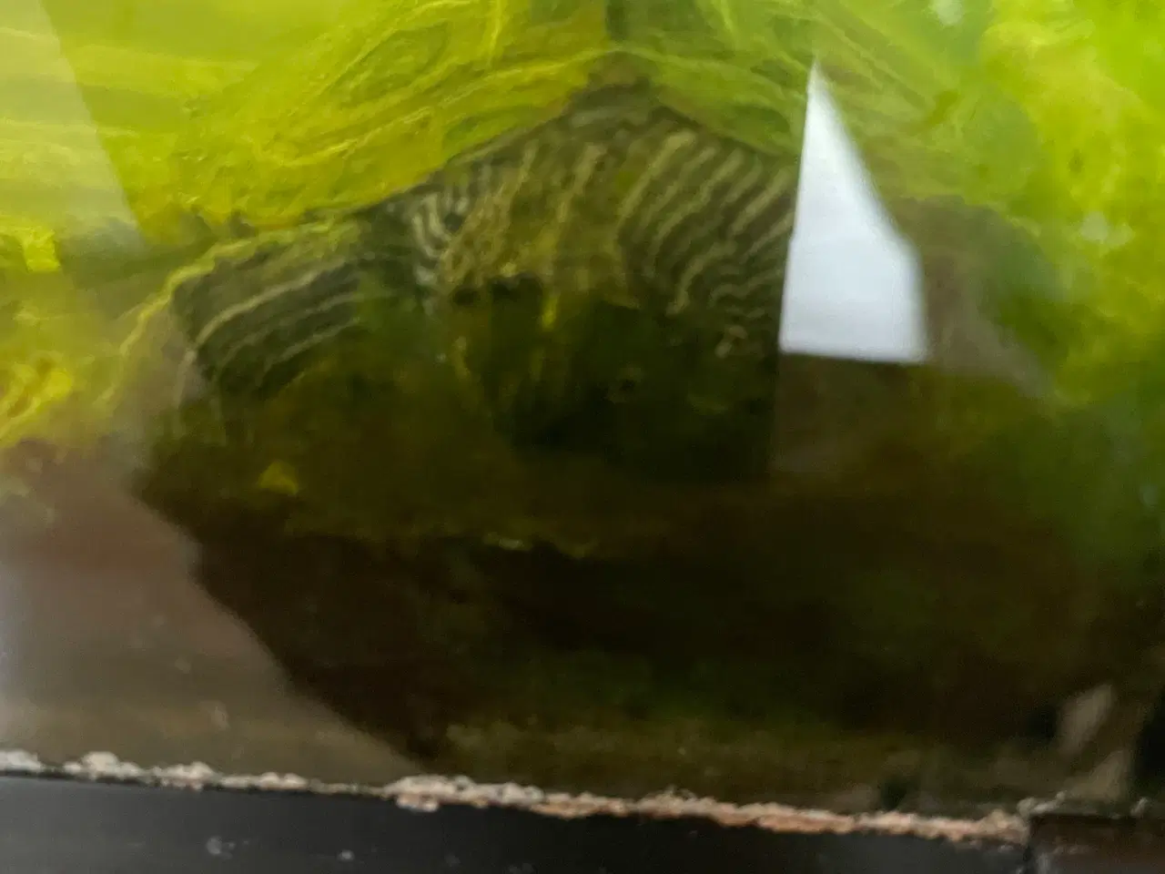 Billede 3 - Sump skildpadder
