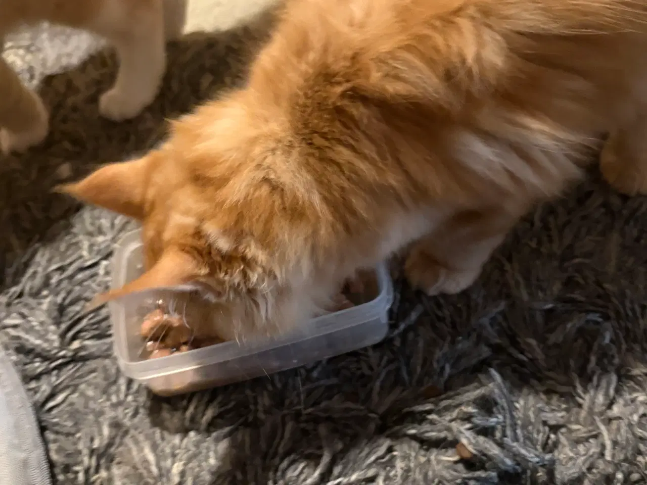 Billede 1 - Dejlige smukke og flotte