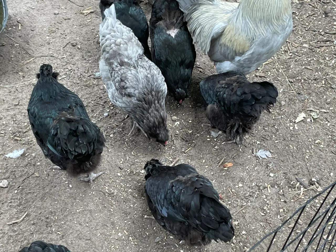 Billede 6 - Engelsk Araucana hanekyllinger