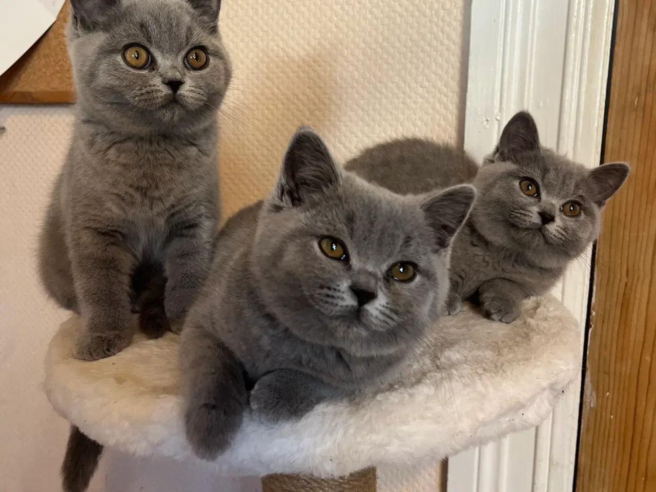 Billede 1 - British Shorthair 