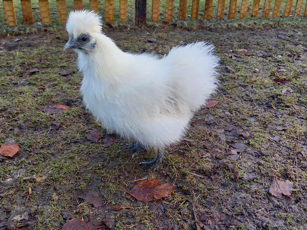 Billede 3 - Dværg silkehøns 