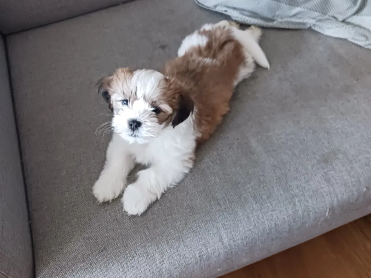 Billede 3 - Lhasa apso/sitzu tzu 